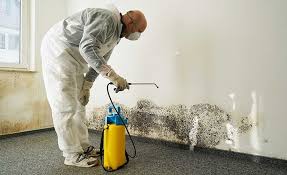 Why You Should Choose Our Mold Remediation Services in New Berlin, WI